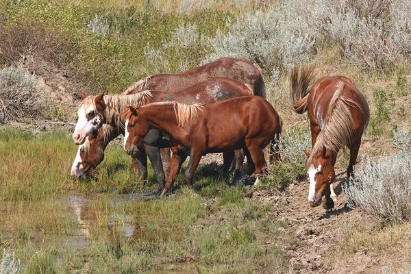 North Dakota: Band Of Wild Horses - Theodore Roosevelt National Park by Brian Wolf