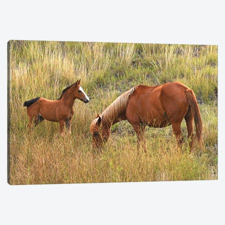 Mare And Colt - Theodore Roosevelt National Park Canvas Print #BWF867} by Brian Wolf Canvas Art Print