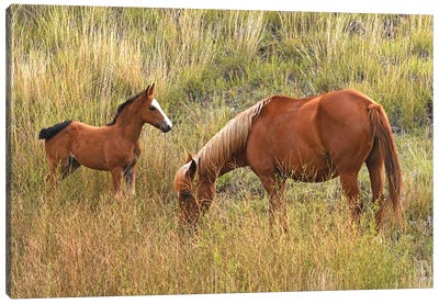 Mare And Colt - Theodore Roosevelt National Park Canvas Art Print
