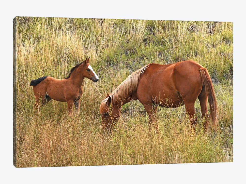 Mare And Colt - Theodore Roosevelt National Park by Brian Wolf 1-piece Canvas Print