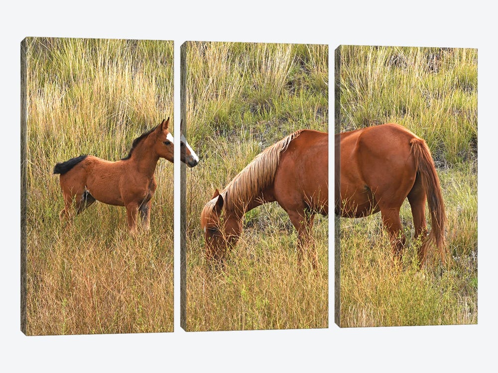 Mare And Colt - Theodore Roosevelt National Park by Brian Wolf 3-piece Art Print