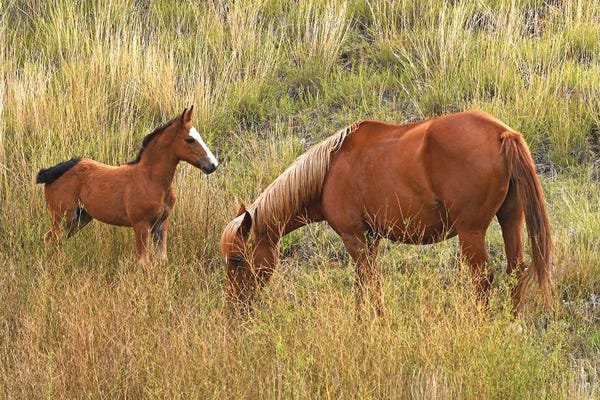 North Dakota: Mare And Colt - Theodore Roosevelt National Park by Brian Wolf