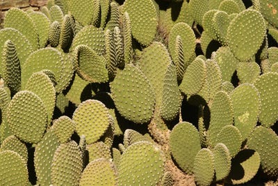 Cacti by Brian Wolf art print