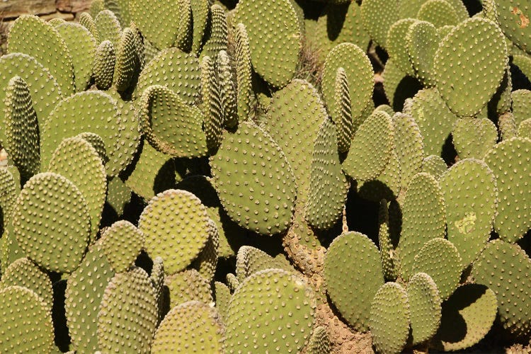 Cacti