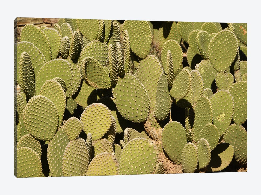 Cacti by Brian Wolf 1-piece Canvas Print