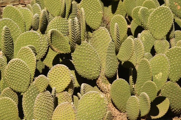 Fine Art Print: Cacti by Brian Wolf