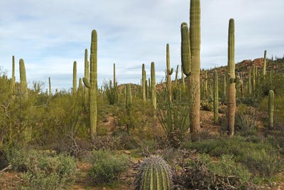 Saguaro National Park by Brian Wolf art print