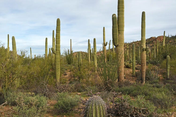 Saguaro National Park