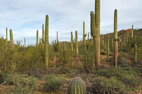 Fine Art Print: Saguaro National Park by Brian Wolf