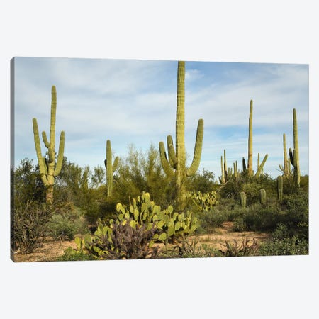 Cacti Forest Canvas Print #BWF882} by Brian Wolf Canvas Artwork