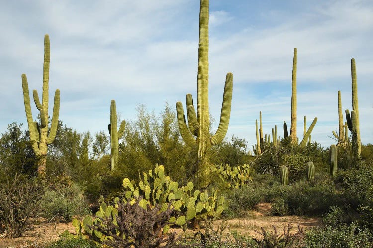 Cacti Forest