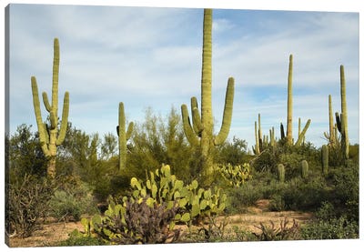 Cacti Forest Canvas Art Print - Brian Wolf