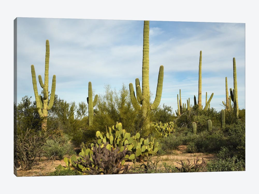 Cacti Forest by Brian Wolf 1-piece Canvas Wall Art