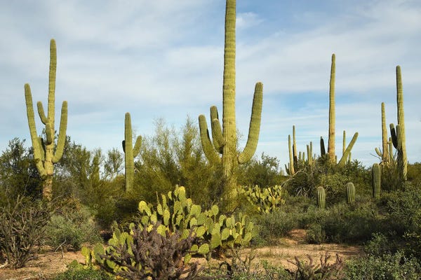 Cacti Forest