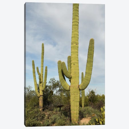 Saguaro Cacti - Arizona Canvas Print #BWF883} by Brian Wolf Canvas Wall Art