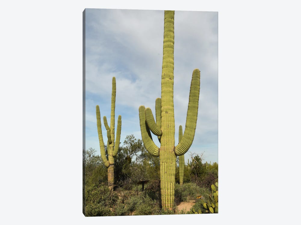 Saguaro Cacti - Arizona by Brian Wolf 1-piece Canvas Print