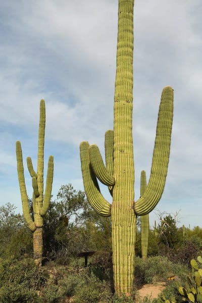 Fine Art Print: Saguaro Cacti - Arizona by Brian Wolf