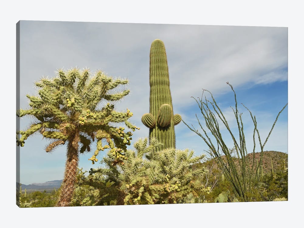 Cacti Variations by Brian Wolf 1-piece Canvas Print