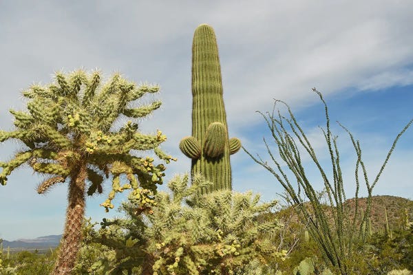 Fine Art Print: Cacti Variations by Brian Wolf