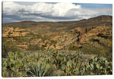 Cacti And Mountains - Tonto National Forest - AZ Canvas Art Print