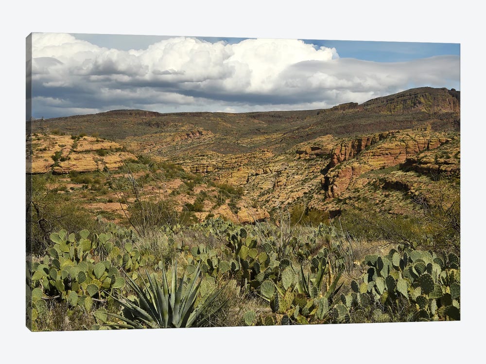 Cacti And Mountains - Tonto National Forest - AZ by Brian Wolf 1-piece Canvas Wall Art