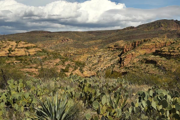Fine Art Print: Cacti And Mountains - Tonto National Forest - AZ by Brian Wolf