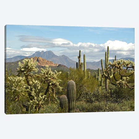 Tonto National Forest View - AZ Canvas Print #BWF897} by Brian Wolf Canvas Artwork