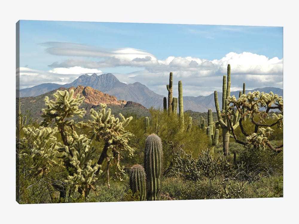 Tonto National Forest View - AZ by Brian Wolf 1-piece Canvas Artwork