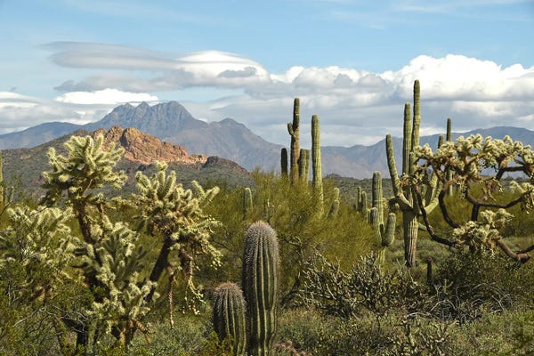 Brian Wolf: Tonto National Forest View - AZ by Brian Wolf
