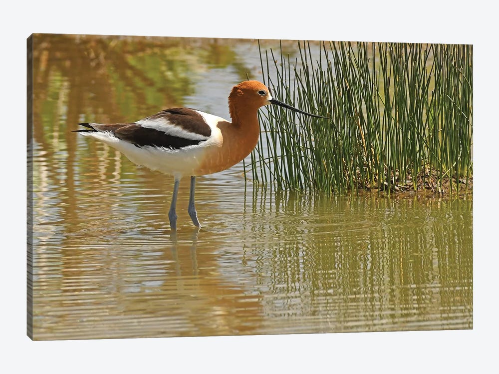 American Avocet by Brian Wolf 1-piece Canvas Art Print