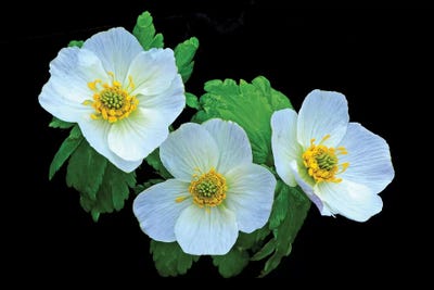 American Globe Flower by Brian Wolf canvas print