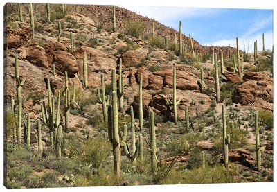 Saguaro Cacti - Tuscon Mountain Park Canvas Art Print - Brian Wolf