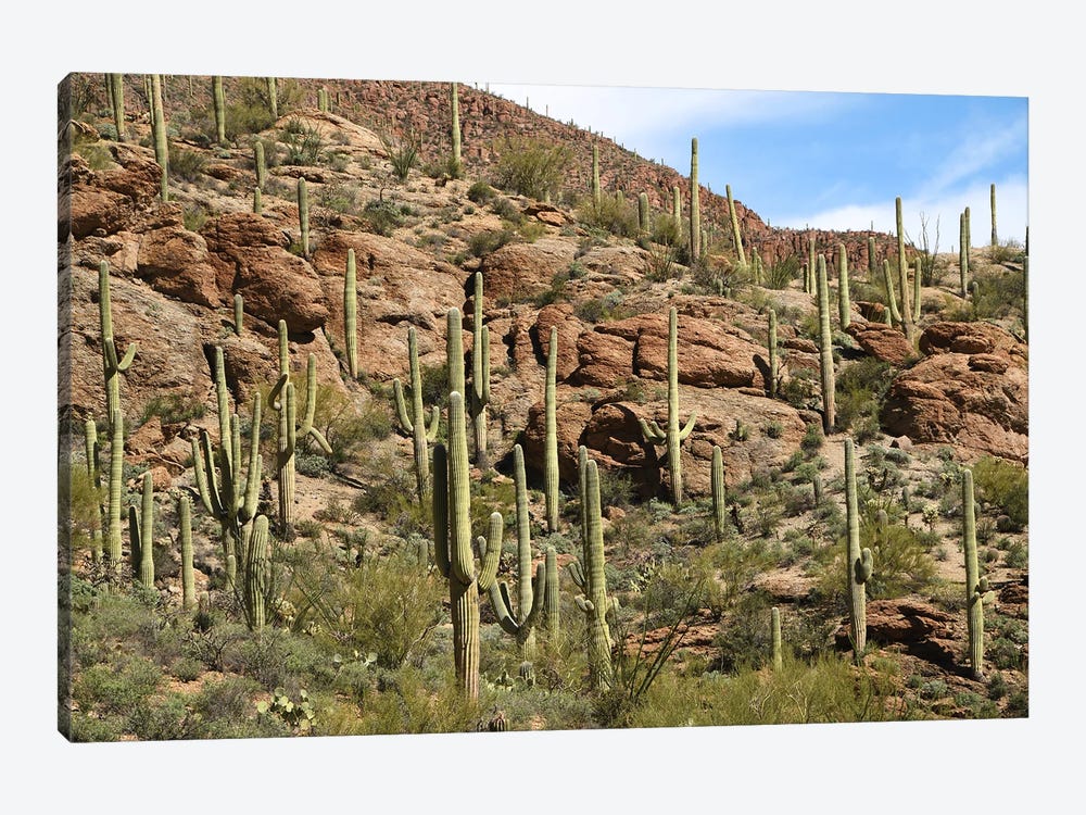 Saguaro Cacti - Tuscon Mountain Park by Brian Wolf 1-piece Canvas Art