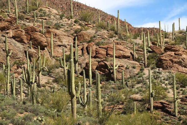 Arizona: Saguaro Cacti - Tuscon Mountain Park by Brian Wolf