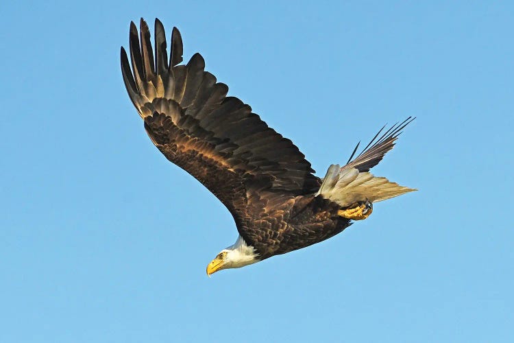Soaring Eagle by Brian Wolf wall art
