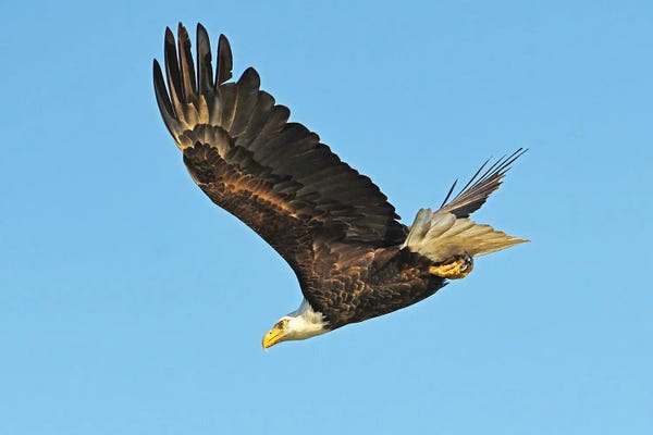 Brian Wolf: Soaring Eagle by Brian Wolf