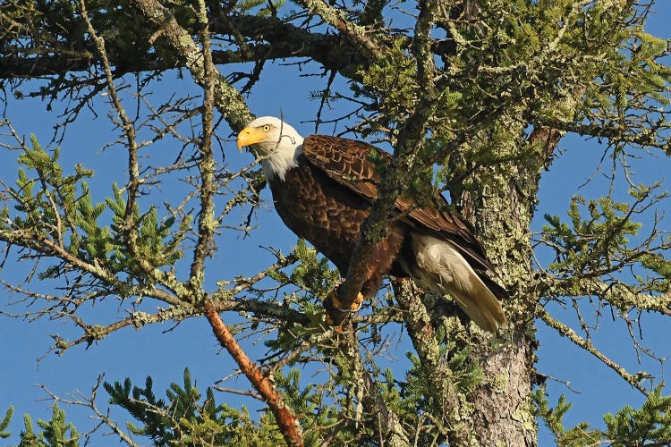Bald Eagle Ready For Flight by Brian Wolf wall art