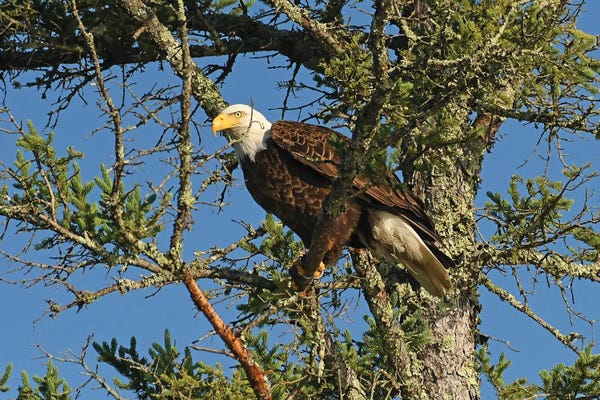 Brian Wolf: Bald Eagle Ready For Flight by Brian Wolf