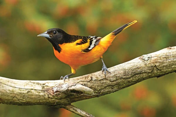Baltimore Oriole In Spring