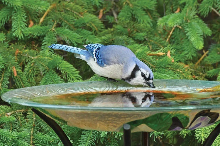 Blue Jay Reflection