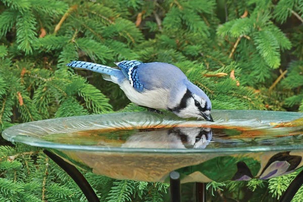 Brian Wolf: Blue Jay Reflection by Brian Wolf