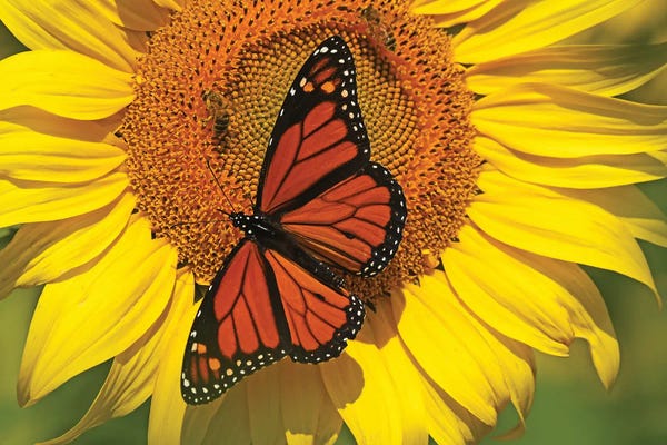 Brian Wolf: Monarch On Sunflower by Brian Wolf