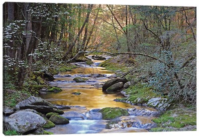 Colorful Creek Canvas Art Print - Brian Wolf