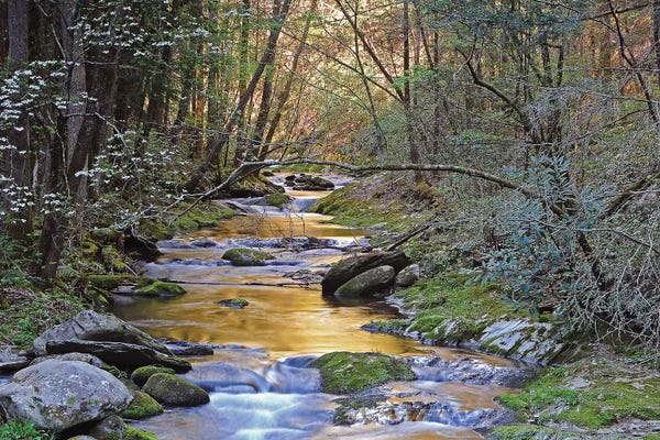 Brian Wolf: Colorful Creek by Brian Wolf