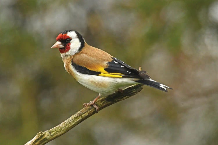 European Finch On Branch by Brian Wolf canvas print