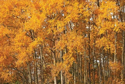 Wisconsin Yellows by Brian Wolf art print