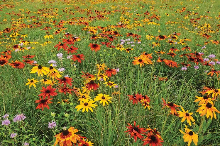 Colorful Prairie by Brian Wolf wall art