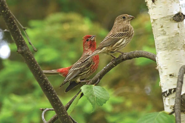 Brian Wolf: House Finch Courtship by Brian Wolf