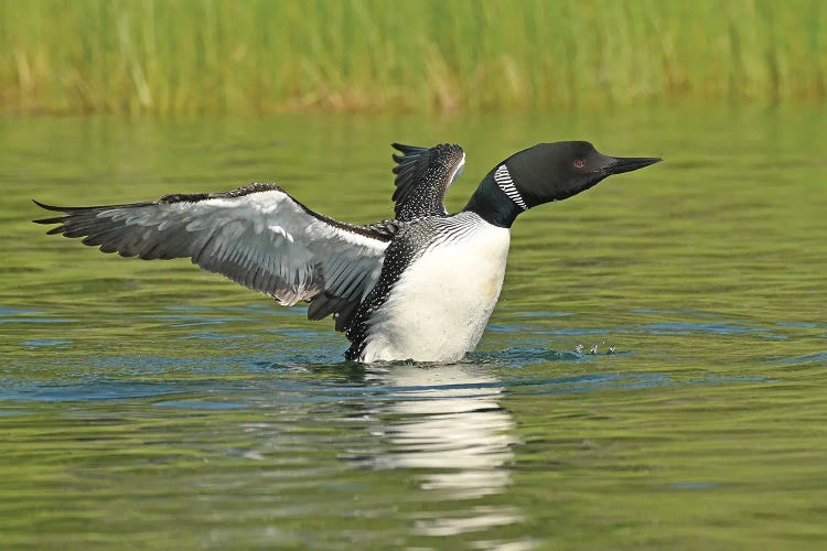 Stretching Those Wings by Brian Wolf canvas print