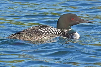 Common Loon by Brian Wolf art print
